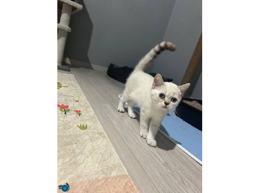 2.5 Aylık Uygun fiyata British Shorthair Dişi