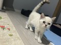 2.5 Aylık Uygun fiyata British Shorthair Dişi