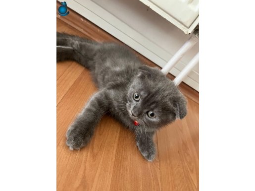 Yavru Kedi Scottish Fold