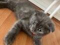 Yavru Kedi Scottish Fold