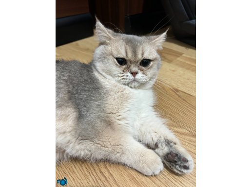 10 Aylık Safkan British Shorthair Oğlumuz