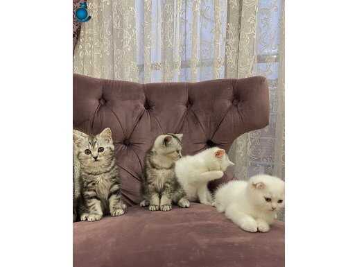 Dip Fiyattan Satilik Scottish Fold Son 2 Yavrumuz