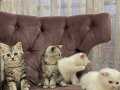 Dip Fiyattan Satilik Scottish Fold Son 2 Yavrumuz