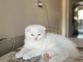 ⭐️️️️️DUSUK FIYATTAN ACIL SATILIK SCOTTISH FOLD BEBEKLERIMIZ