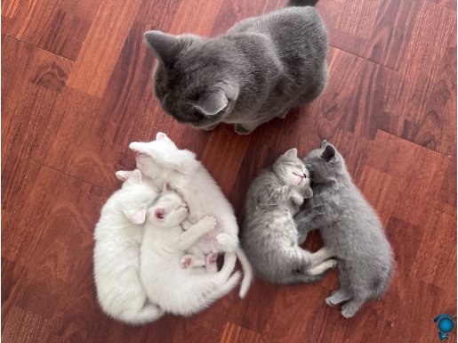 British shorthair bebekler