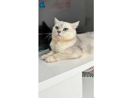 10 Aylık erkek British Shorthair kedi 