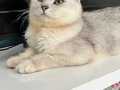 10 Aylık erkek British Shorthair kedi 