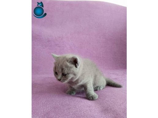 Yavru british shorthair 