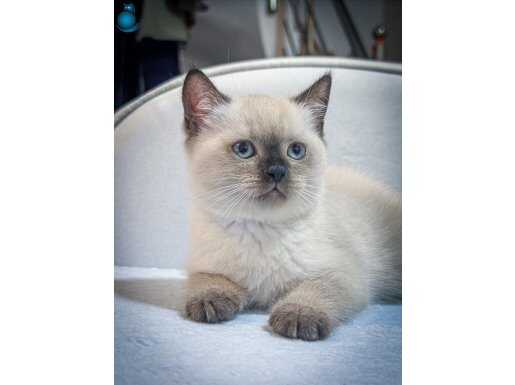 British siShorthair Bluepoint Erkek 2 Aylık