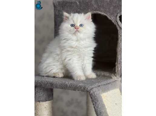 British Longhair Golden Point Erkek