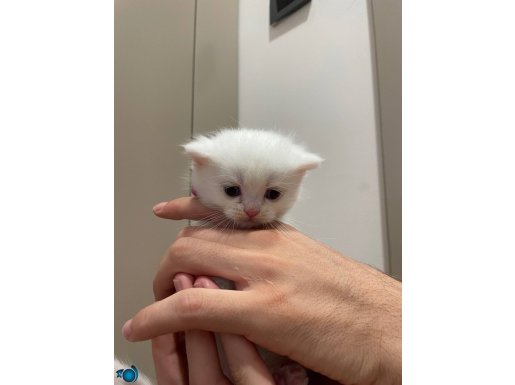 Bembeyaz British Shorthair