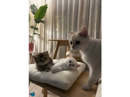 Dişi ve erkek yavru British Shorthair