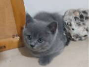 Satılık Yavru Kedi Fiyatları | KEDiPET.COM