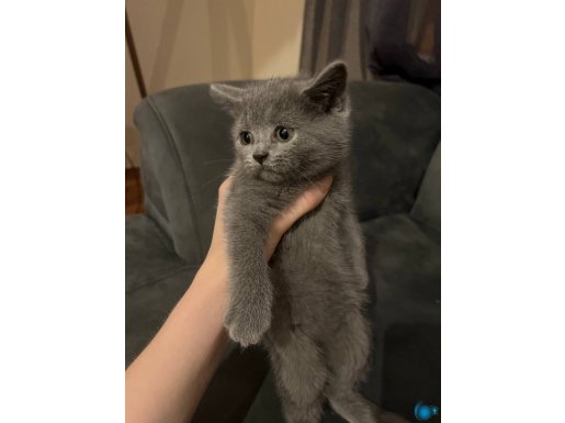 British shorthair kızıma yuva