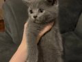 British shorthair kızıma yuva