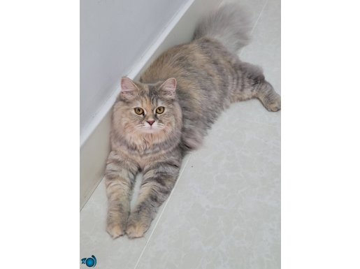 Gümüş rengi orjinal british longhair kızımız