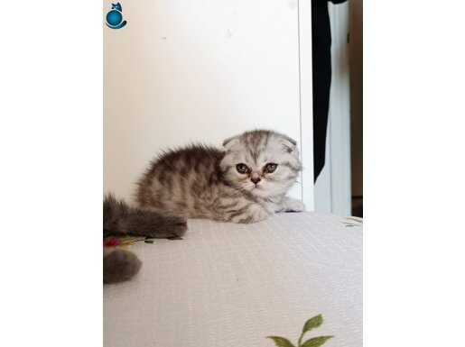 Güzeller güzeli scottish fold kızımız kendine yuva arıyor