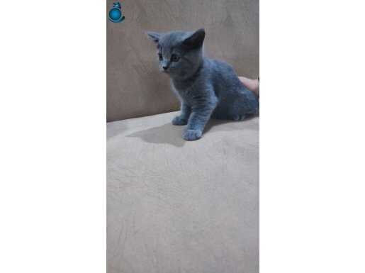 Masum bakışlı minnosum gri british shorthair 