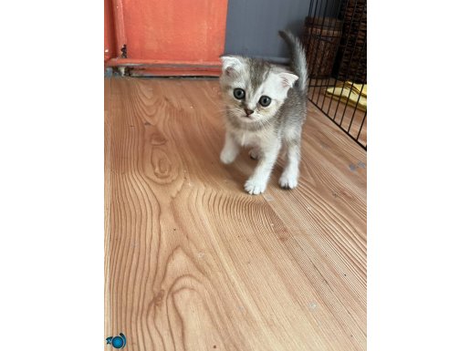 Scottish fold erkek bebeğimiz yeni yuvası için sabırsızlanı