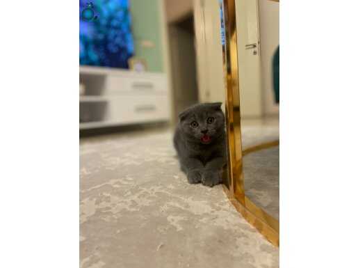 Scottish fold 1.5 aylık