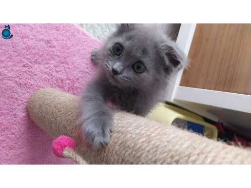 Birinci Kalite Blue Scottish Fold Yavru