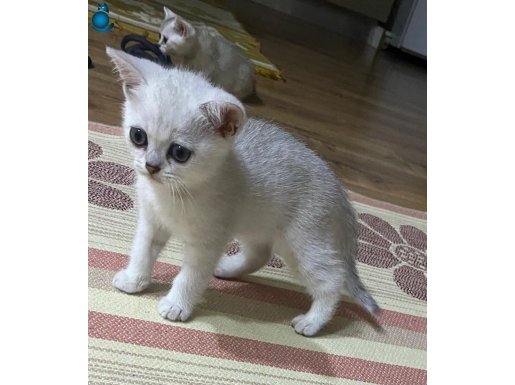 British Shorthair 1 erkek 1 dişi 2 adet ( GÜMÜŞ VE SU )