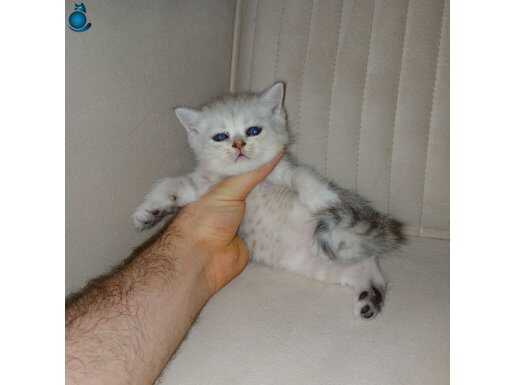 Secereli Safkan British Shorthair (SİLVER)