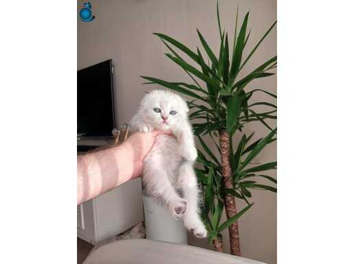 Scottish Fold (Silver Gümüş ) 1,5 Aylık SAFKAN