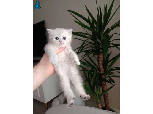 British Shorthair (Silver & Gold Siyah) 1,5 Aylık SAFKAN