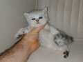 Secereli Safkan British Shorthair (SİLVER)