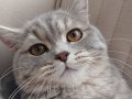 5,5 Aylık Uysal Kül Grisi SAFKAN N11 British Shorthair