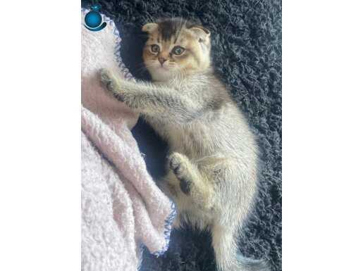 Scottish fold black gold 