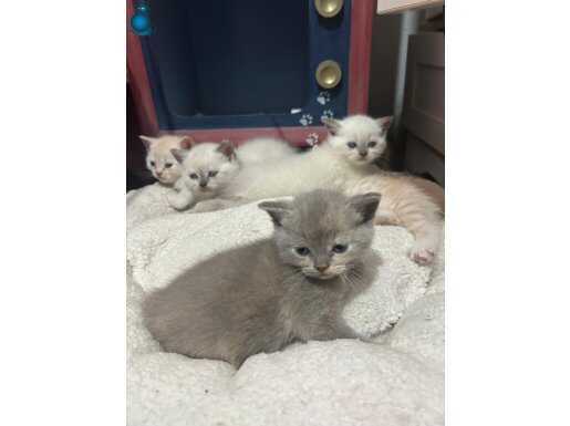 British shorthair yavru kedi son 3