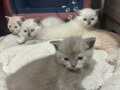 British shorthair yavru kedi son 3