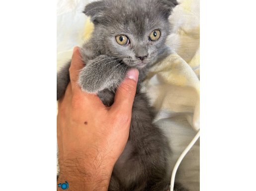 Minikler yeni yuvalarını arıyor british shorthair