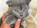 Minikler yeni yuvalarını arıyor british shorthair