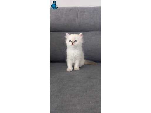 British Shorthair Bluepoint Yavru