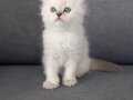 British Shorthair Bluepoint Yavru