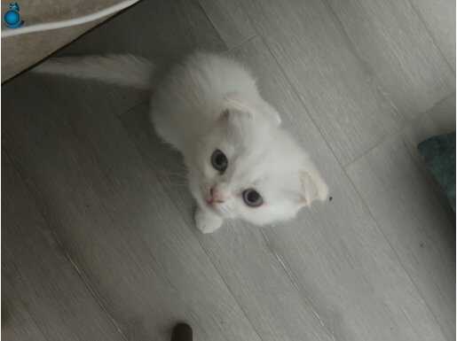 Bembeyaz mavi gözlü scottish fold