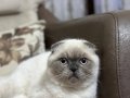 BABA SCOTTISH FOLD& ANNE SİYAM 1 KIZ