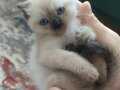 BABA SCOTTISH FOLD& ANNE SİYAM 1 ERKEK