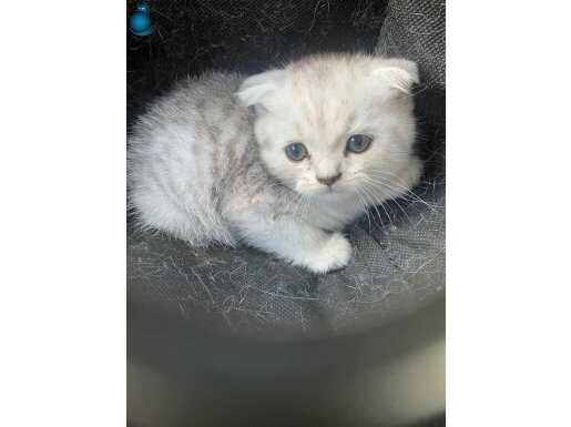 45 Günlük Scottish Fold Silver