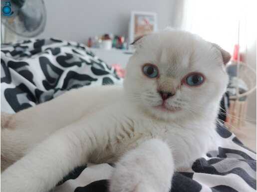 Scottish Fold 3.5 aylık dişi