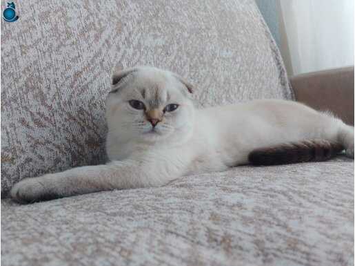 Scottish Fold Dişi 4.5 Aylık Açıklamayı Okuyun