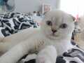 Scottish Fold 3.5 aylık dişi