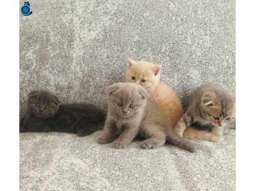 Orjinal safkan scottish fold yavrularımız