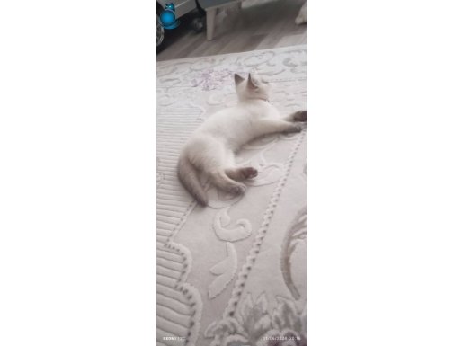 KEDİ SEVERLER BURADAMI 