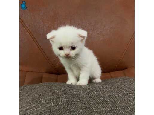 Safkan Beyaz Scottish Fold Yavru Kedi