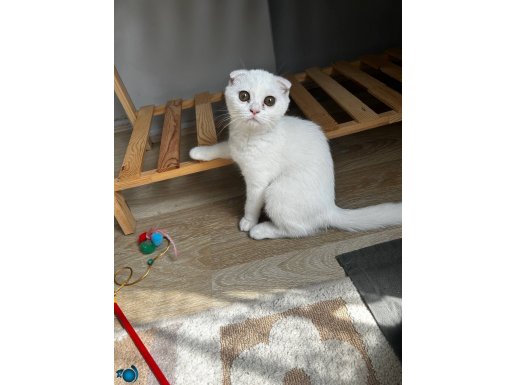 4.5 Aylık Erkek Aşılı, Çipli, Pasaportlu Scottish Fold 