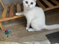 4.5 Aylık Erkek Aşılı, Çipli, Pasaportlu Scottish Fold 